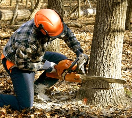 Tree Removal in Bradford, IL